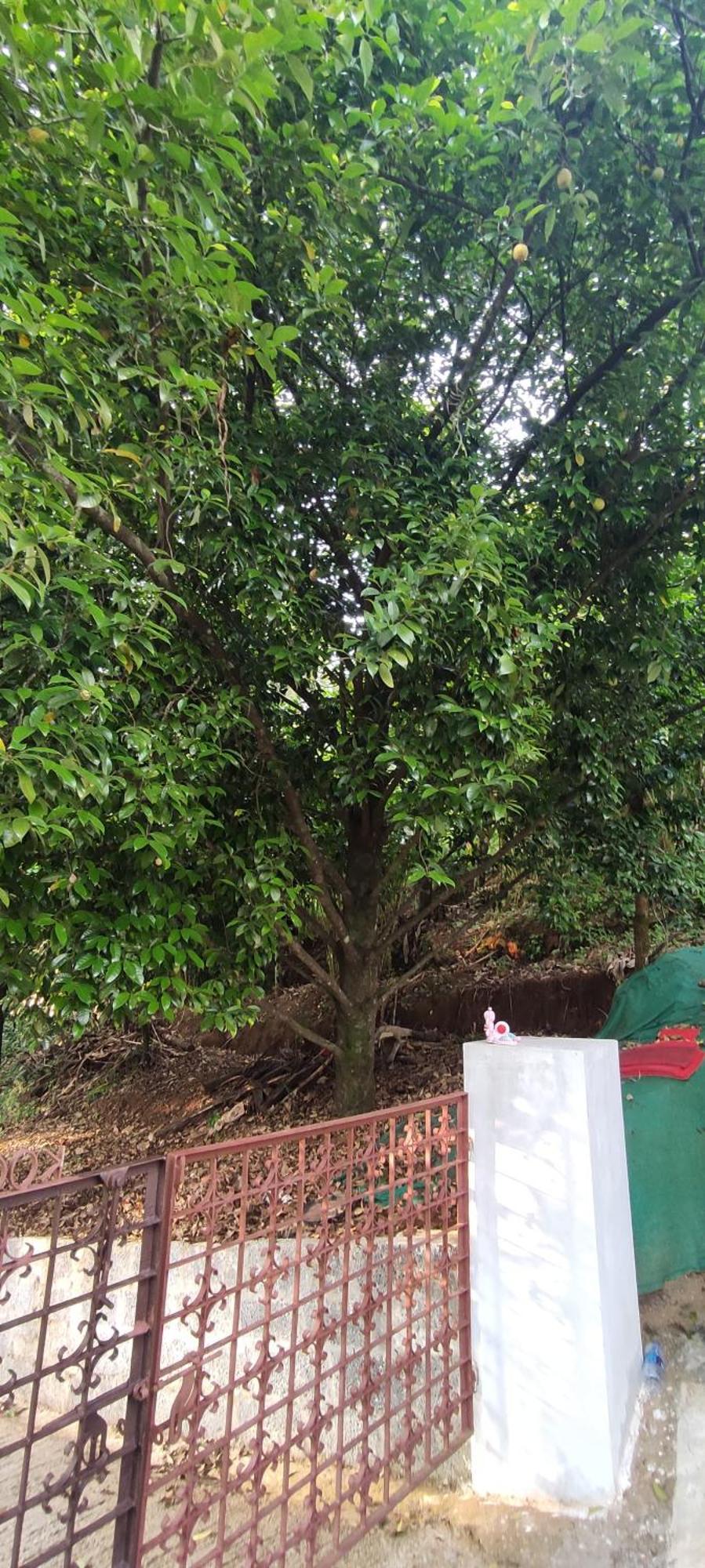 Koonamparayil Home Stay Munnar Anaviratty-Family Only Buitenkant foto